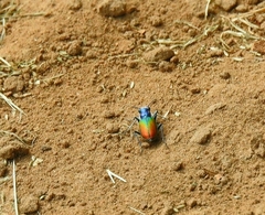 Cicindela scutellaris scutellaris