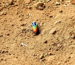 Cicindela scutellaris scutellaris