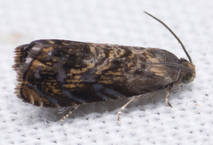 Grapholita prunivora