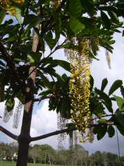 Lophanthera lactescens