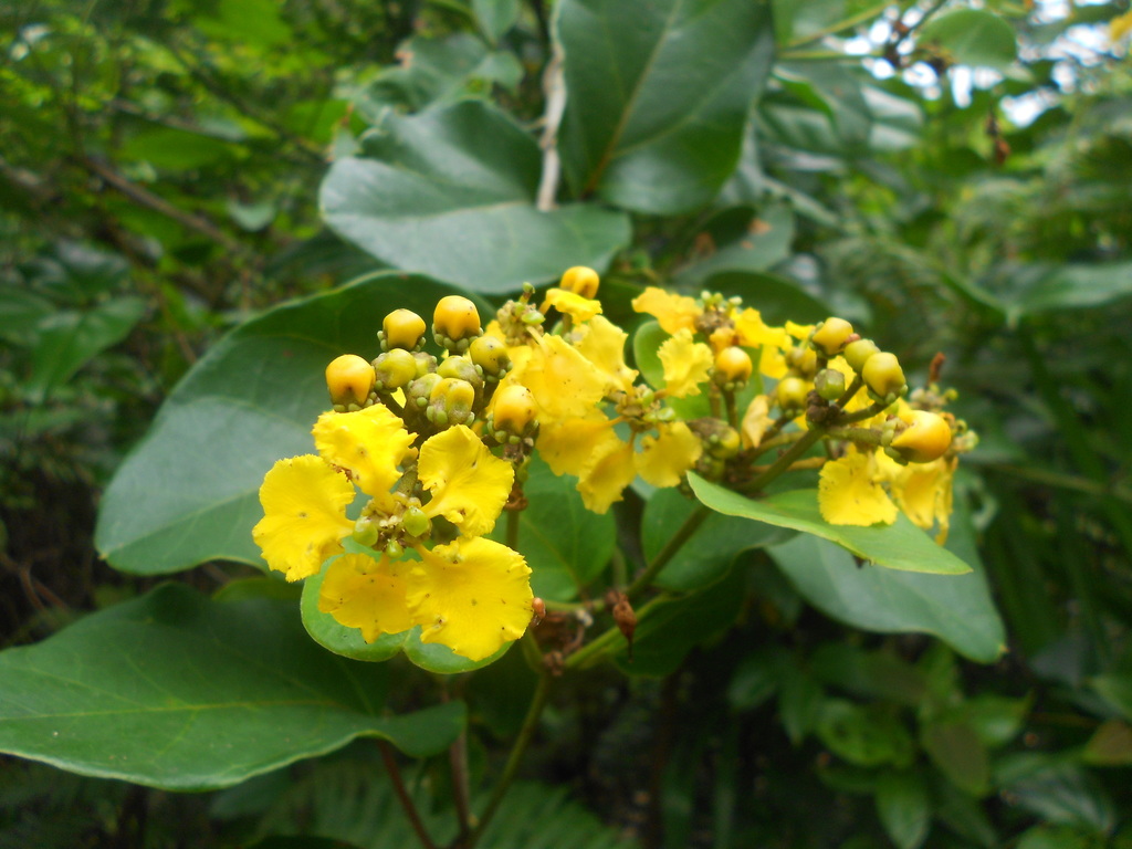Stigmaphyllon tomentosum