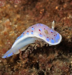 Goniobranchus thompsoni