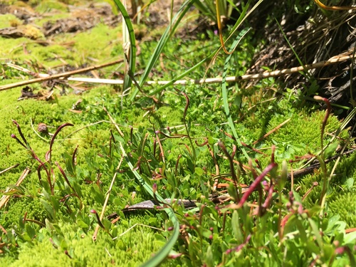 Pimpernel willowherb (Epilobium anagallidifolium)