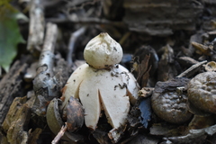 Geastrum rufescens