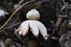 Geastrum rufescens