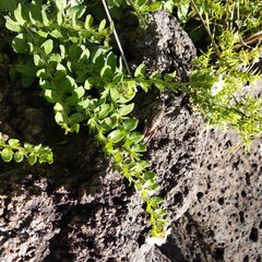 Lithospermum distichum