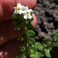 Lithospermum distichum