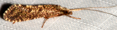 Polycentropus