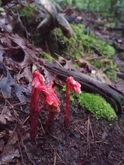 Monotropa