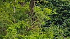 Dendrobium crumenatum