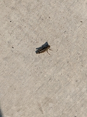 Melanoplus ponderosus