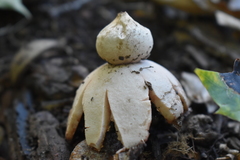 Geastrum rufescens