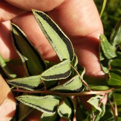 Pellaea atropurpurea