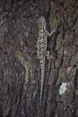 Tropidurus spinulosus