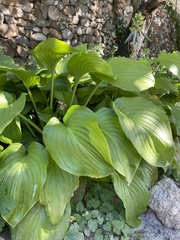 Hosta plantaginea