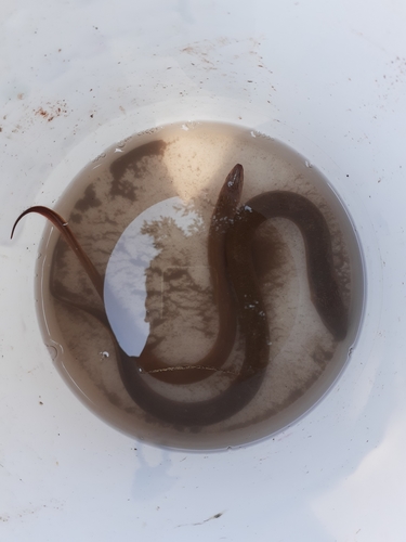 Asian swamp eel (Monopterus albus) — Synbranchidae — 5