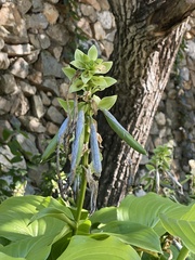 Hosta plantaginea