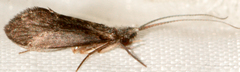 Lepidostoma