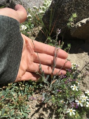 Boechera depauperata