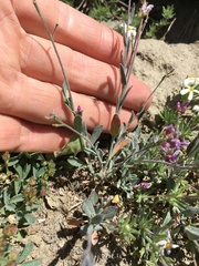 Boechera depauperata