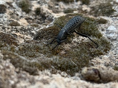 Cryptoglossa variolosa