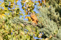 Sciurus nayaritensis