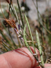 Boechera depauperata