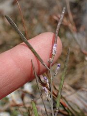 Boechera depauperata