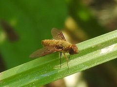 Chrysanthrax edititius