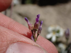 Boechera depauperata