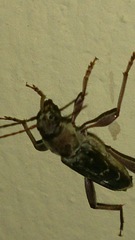 Xylotrechus smei
