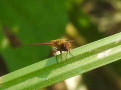 Chrysanthrax edititius