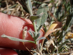 Boechera depauperata