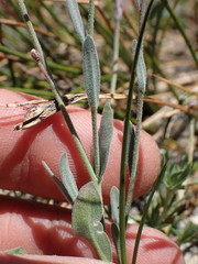 Boechera depauperata