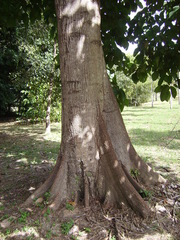 Pterygota brasiliensis