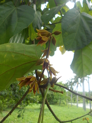 Pterygota brasiliensis