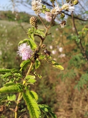 Magnoliopsida