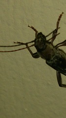 Xylotrechus smei