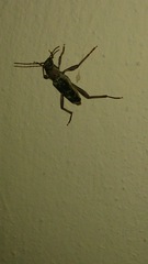 Xylotrechus smei