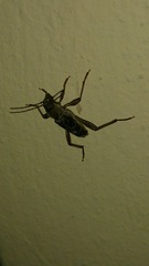Xylotrechus smei