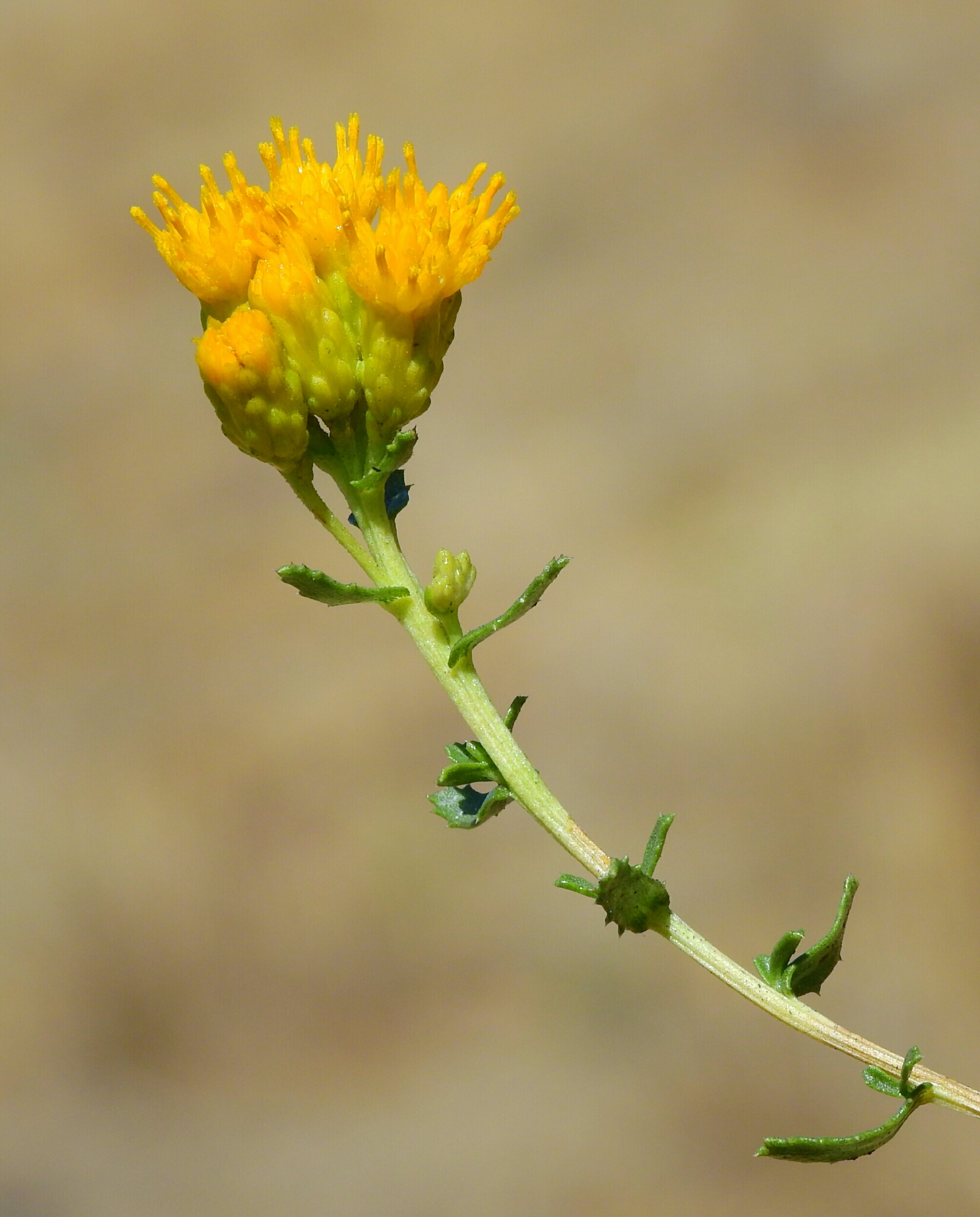 Isocoma menziesii var. diabolica