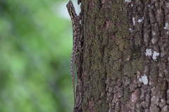 Tropidurus spinulosus
