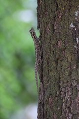 Tropidurus spinulosus