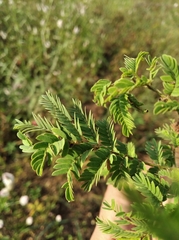 Magnoliopsida
