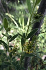 Pimelea strigosa