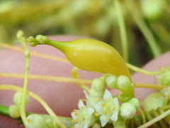 Smicronyx sculpticollis