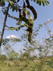Magnoliopsida