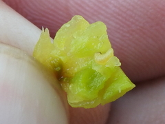 Smicronyx sculpticollis