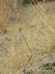 Eriogonum gracile gracile