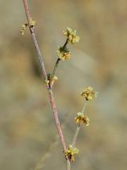 Eriogonum gracile gracile